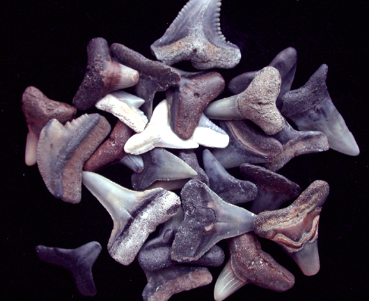Assorted Fossil Shark Teeth
